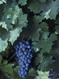 Cabernet Sauvignon Grapes  Virginia
