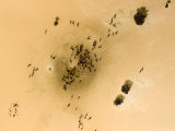Camels Gather at This Radial Well in the Sahara Desert  Niger