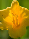 Close Up of Stella d'Oro Daylily  Elkhorn  Nebraska