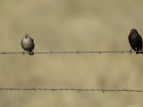 Brown-Headed Cowbirds Perch on a Barbed Wire Fence in Montana
