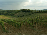 Chianti Vineyards in Tuscany  Italy