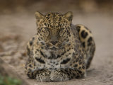 Amur Leopard