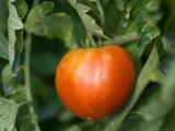 Bright Red Tomato is Ready to Be Picked from This Nebraska Garden