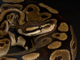 Ball Python at the Sunset Zoo in Manhattan  Kansas