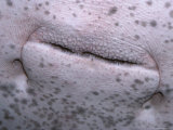 Close-Up Detail of an Alien-Like Stingray's Mouth and Skin Texture  Australia