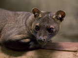Fossa from the Henry Doorly Zoo's Desert Dome  Omaha Zoo  Nebraska