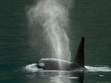 Killer Whale in Johnstone Strait near Vancounver Island  British Columbia  Canada
