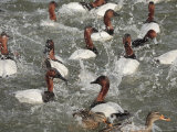 Canvasback Ducks in a Feeding Frenzy