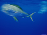 Blurred View of a Dolphin Fish  Bahamas