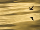 Cape or Pintado Petrel  Antarctica