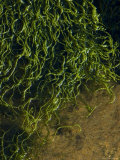Curly Green Seaweed Floating on the Surface of the Water  Groton  Connecticut