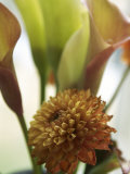 Denmark: Close Up Brown Dahlia