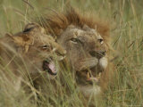 Adult Male and Juvenile Lion in Grass