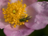 Carolina Rose with a Pollinating Insect  Baraboo  Wisconsin