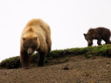 Following Momma Bear  Alaska