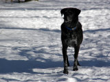 Black Lab in the Snow  Chevy Chase  Maryland