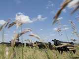 Angus Cattle on a Pasture in Valparaiso  Nebraska