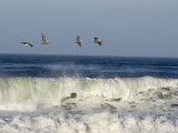 Four Brown Pelicans Flying above the Surf  California