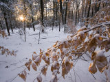 Fresh Snow in the Woods  Lexington  Massachusetts