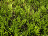 Field of Ferns  Groton  Connecticut
