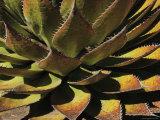Agave Species High on a Mountain Ridge  Mexico