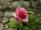 Close-Up View of a Pink Rose Blossom against an Ancient Stone Wall  Asolo  Italy