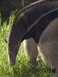Captive Giant Anteater  Santa Barbara  California
