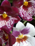 Four Exotic Orchid Blossoms  Groton  Connecticut