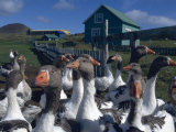 Iceland: Geese on a Farm