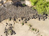 Hippos in the Drying Mud of the Katuma River in Katavi National Park  Tanzania