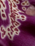 Close-Up of the an Orchid Flower  Groton  Connecticut