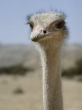 Close-Up of an Ostrich's Head and Long Neck