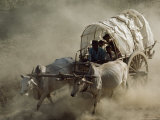 Bullock Cart Races Mark the Full-Moon Day of Kason Celebrating the Buddha's Birthday