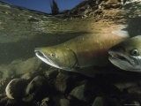 Chum Salmon Swimming Upstream to Spawn