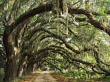 Ancient Live Oak Trees in Georgia