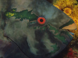 Close View of a Parrotfish