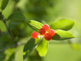 Berries in Wisconsin