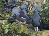 Captive Blue-Crowned Pigeon Originally from Papa New Guinea In  Santa Barbara  California