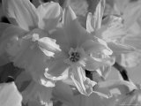Copenhagen  Denmark-Daffodil Flowers in the Sun  Black and White