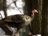 Close-Up of a Wild Turkey in the Woods  Lexington  Massachusetts