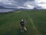 Iceland: a Solitary Dog Looks into the Distance