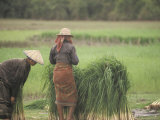 Harvesting Rice Seedlings for Replanting in Siem Reap  Cambodia