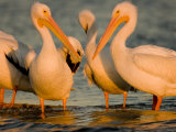 Group of American White Pelicans
