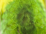Detail of Rainbow Lorikeet Feathers  Singapore