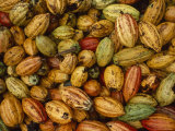 Cocoa Bean Pods of Varying Shades of Yellow  Green  and Red