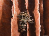 Crinoid Feather Star Hiding in the Ridges of a Barrel Sponge  Bali  Indonesia