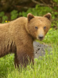 Close Portrait of Brown Bear Along Grassy Shore  Alaska