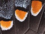 Close-Up Photo Showing the Scales of a Dark Phase Tiger Swallowtail