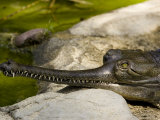 Indian Gavial  or Indian Gharial