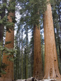 Giant Sequoias Trees above Round Meadow  California